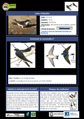 Hirondelle de fenêtre - fiche d'identification