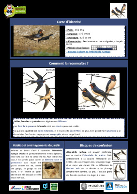 Hirondelle rustique - fiche détaillée d'identification