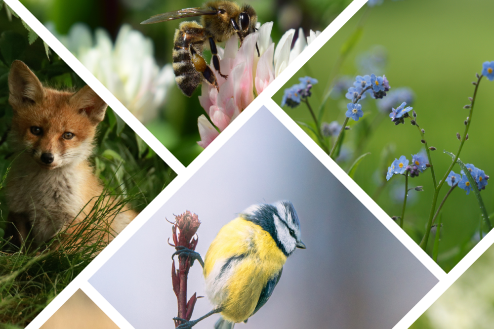 biodiversite ordinaire - Parc naturel régional du Doubs Horloger