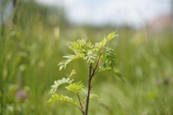 Guide des plantes locales et haies champêtre (Source : PNR du Doubs Horloger)