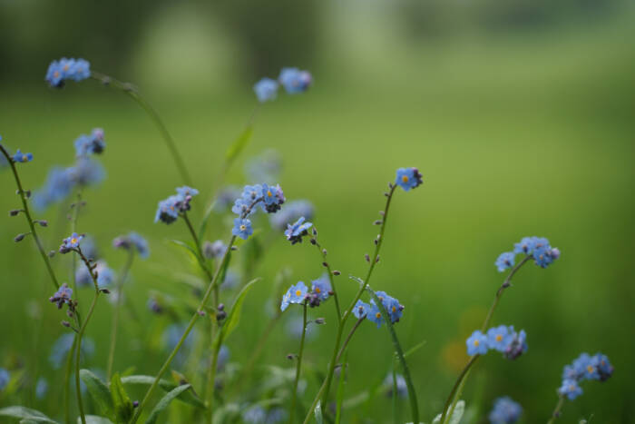 Myosotis, concours des pratiques agroécologiques