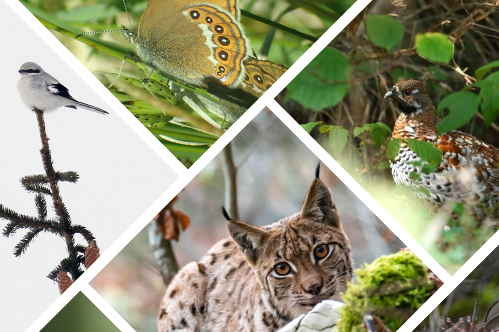 Biodiversité exceptionnelle - Parc naturel régional du Doubs Horloger