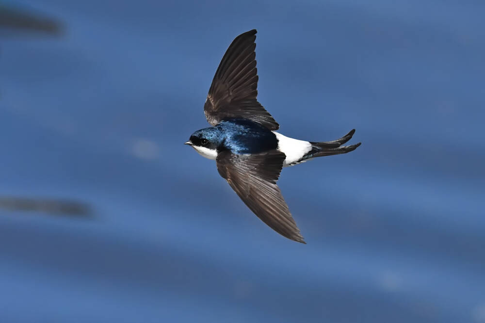 Hirondelle de fenetre ©© Thomas Landgren - Parc Naturel Régional du Doubs Horloger