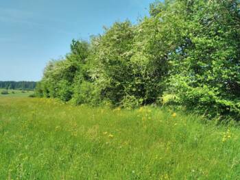 Gestion des haies en agriculture dans le Doubs