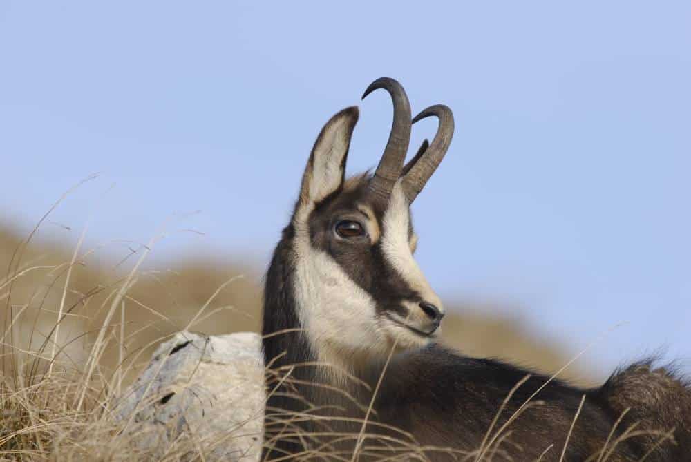 NJ Chamois2 - Parc Naturel Régional du Doubs Horloger