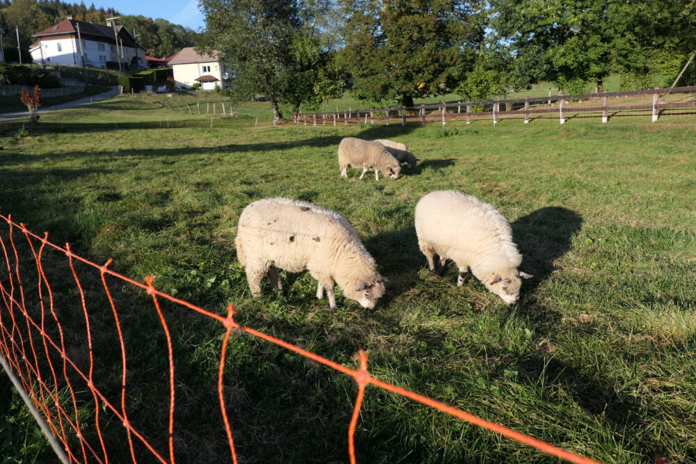 Ecopaturage, Les Bréseux - PNR du Doubs Horloger