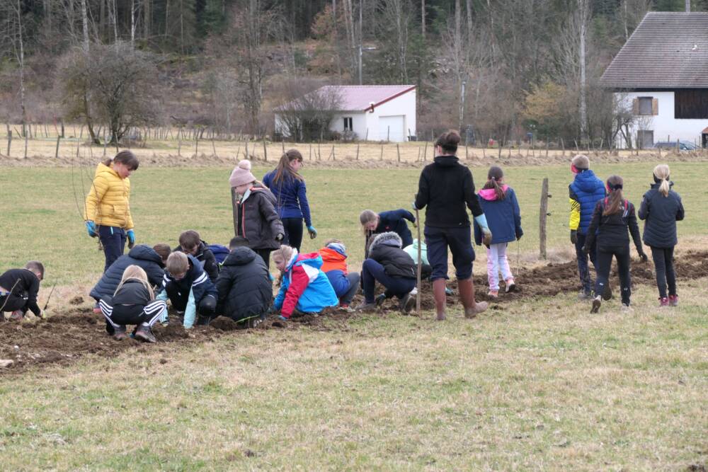 Plantation de haies - élèves Les Ecorces / PNR du Doubs Horloger