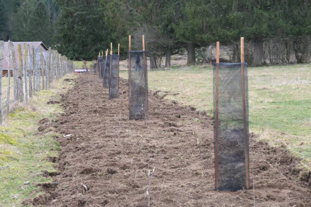 Plantation de haies, Les Ecorces PNR du Doubs Horloger