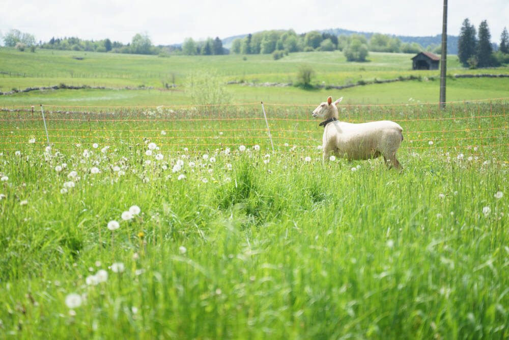 Ecopaturage, Les Fontenelles - PNR du Doubs Horloger