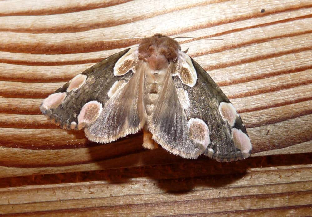 Thyatira batis - papillon nocturne, Thierry Morel
