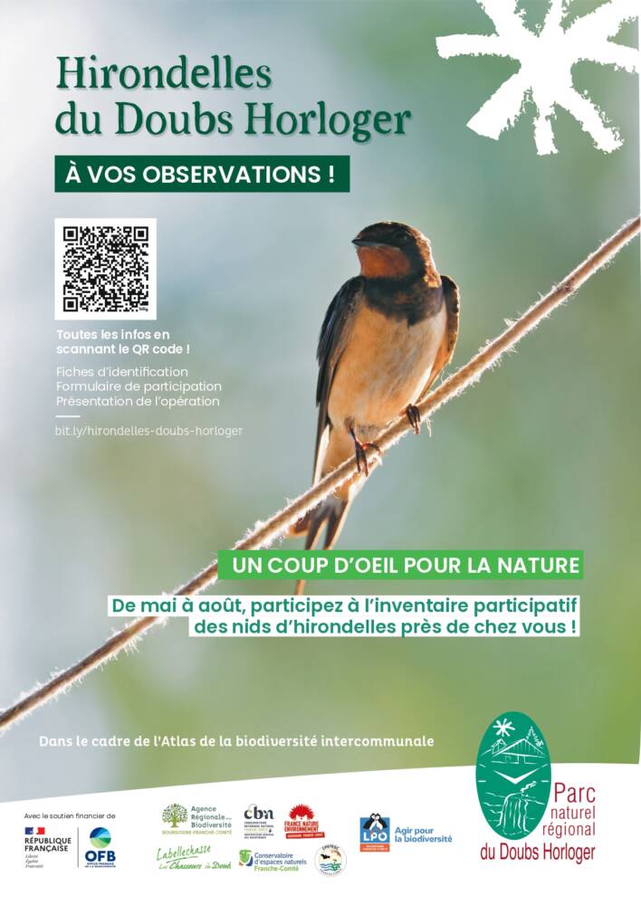 Affiche inventaire hirondelles