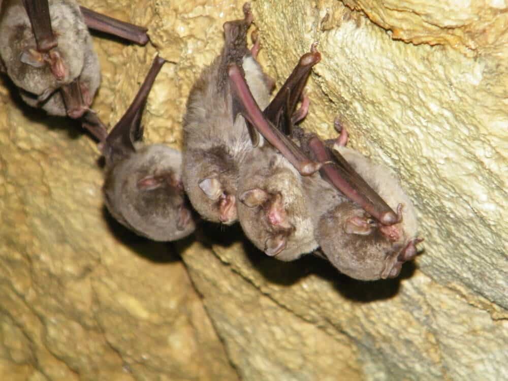 Minioptère de Schreibers, chauve-souris - CPEPESC