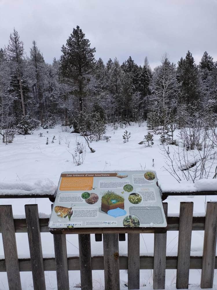 Tourbière sous la neige