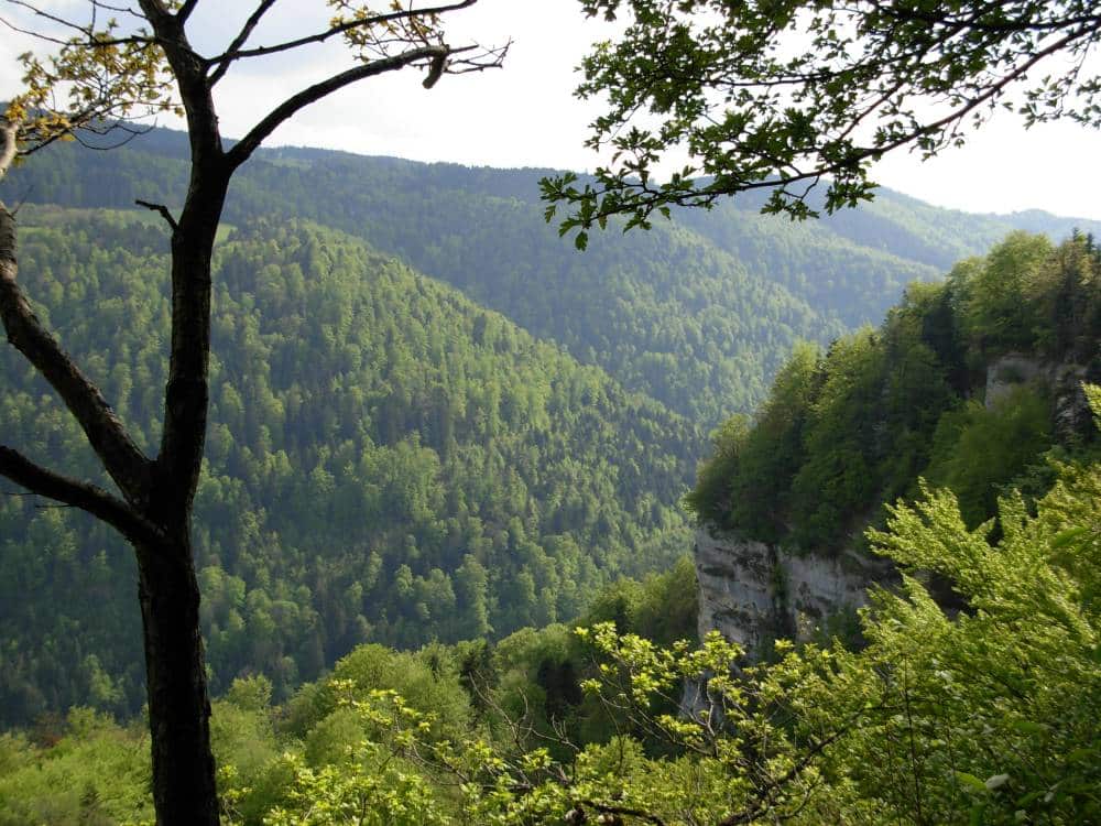 Point de vue sur la forêt