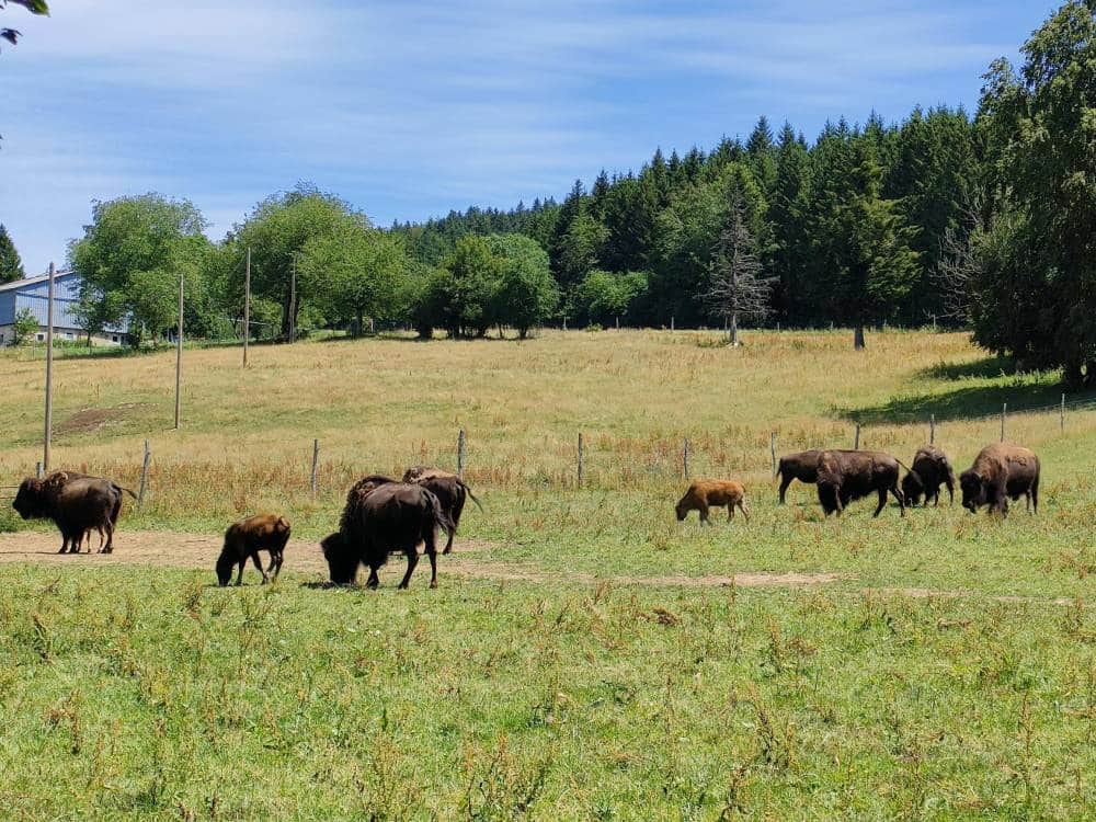 Damprichard 2 - Parc Naturel Régional du Doubs Horloger