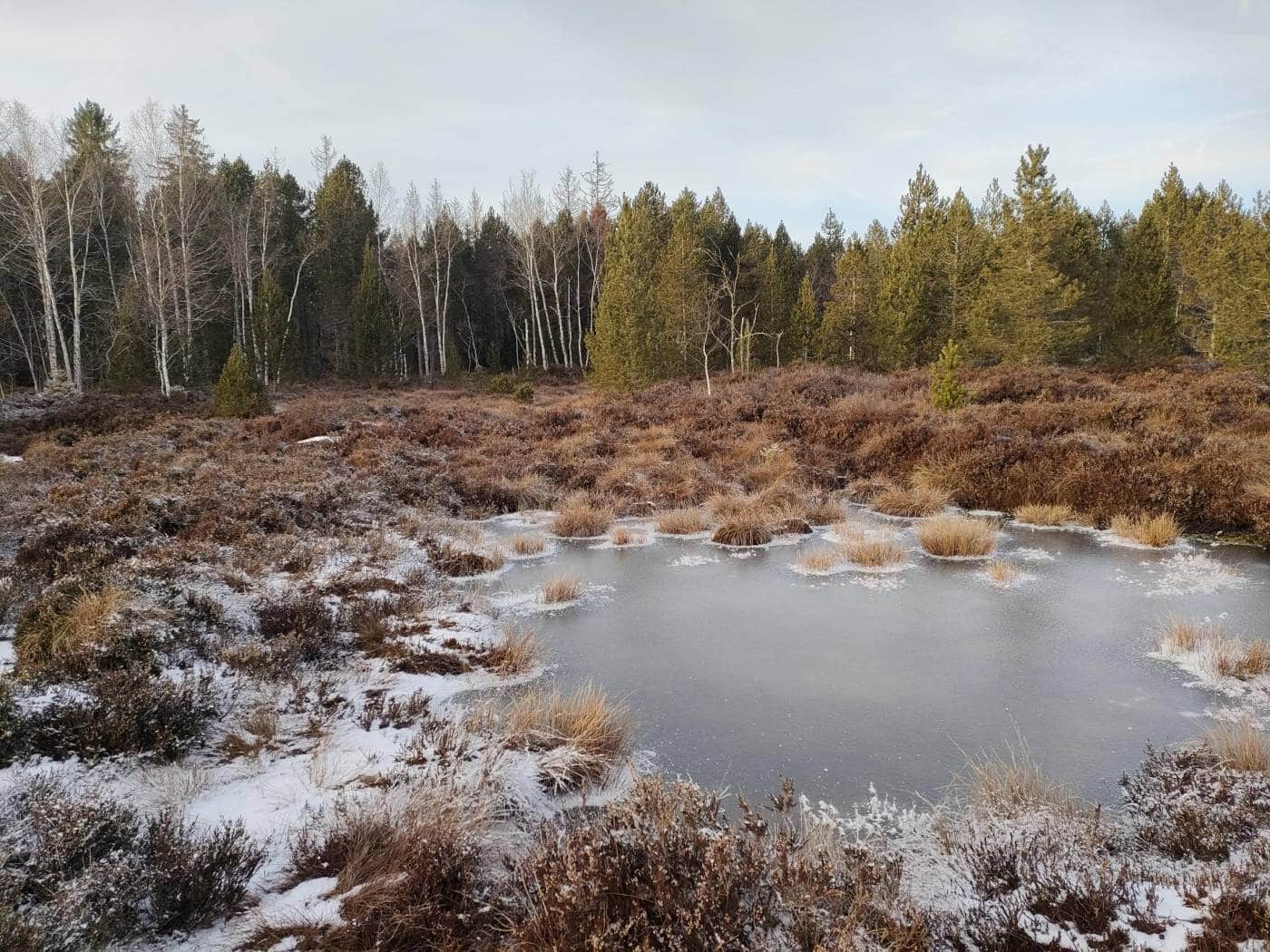 Tourbière en hiver