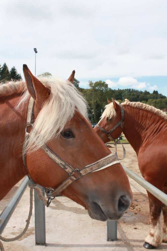 Concours de cheval comtois Maîche