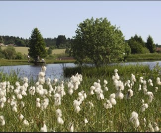 Prairie sur les rives de Noël-Cerneux