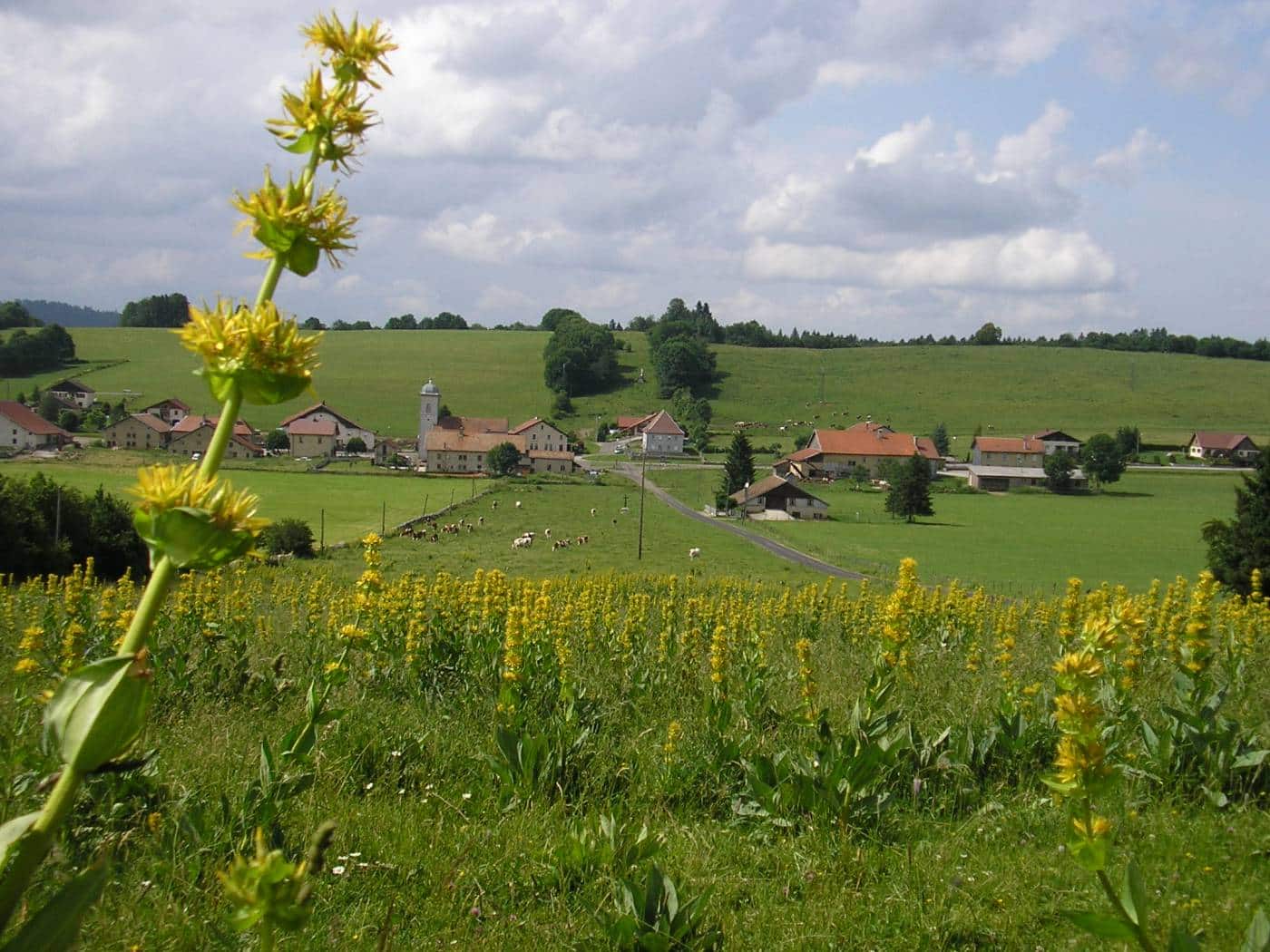 Paysage verdoyant du Barboux