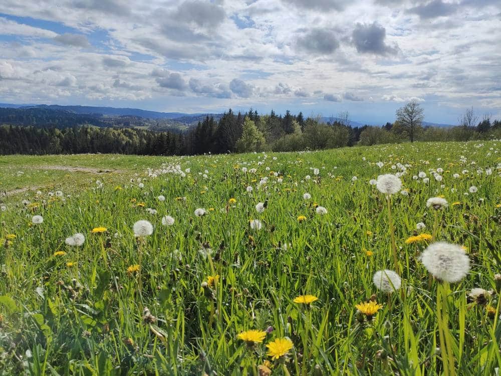 Maiche - Parc Naturel Régional du Doubs Horloger