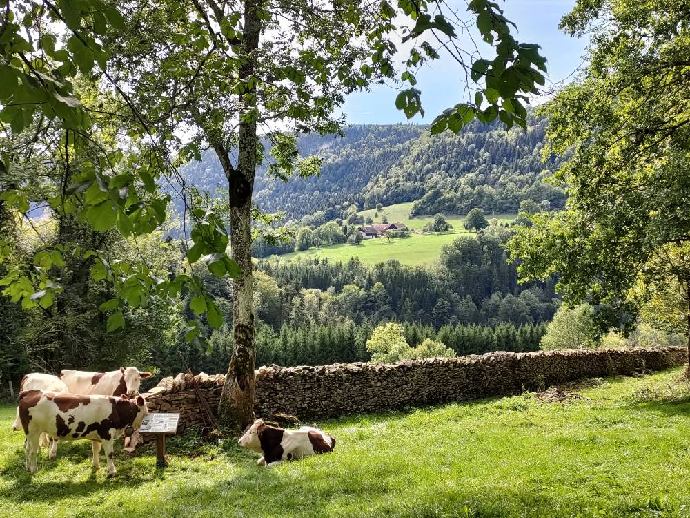 Vaches montbéliardes au coeur de la campagne Laval-le-Prieuré