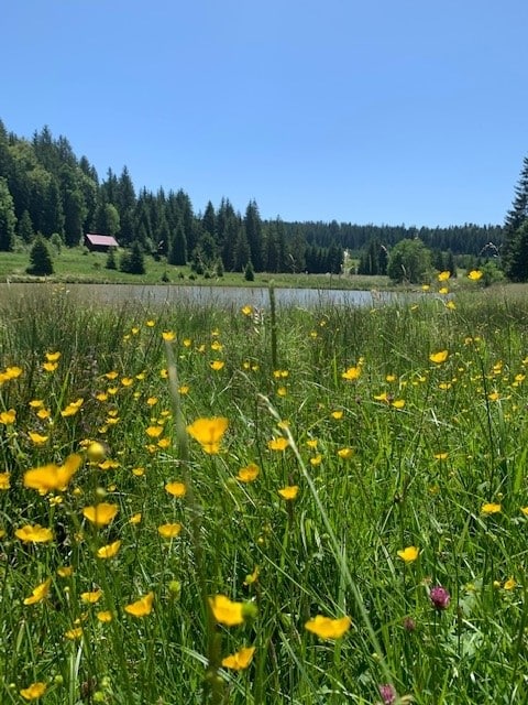 Fleurs des champs autour de l'Etang de Trévillers