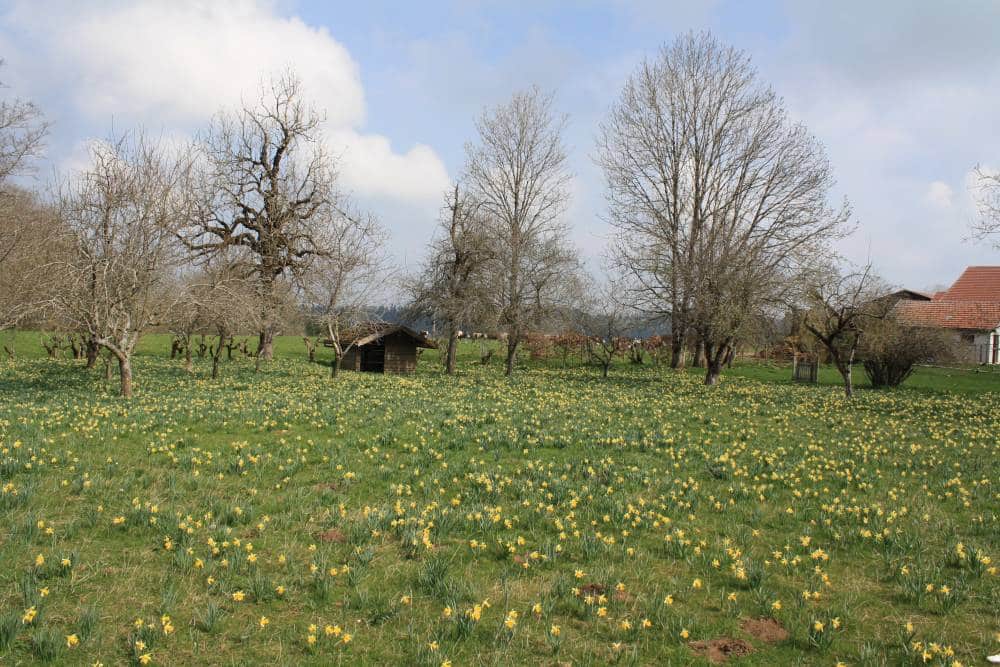 Grand’Combe-des-bois