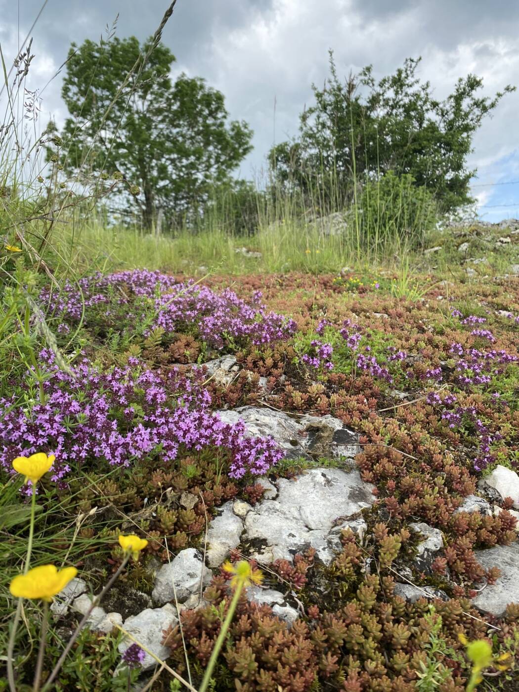 Credit Mathieu Morinet - Parc Naturel Régional du Doubs Horloger