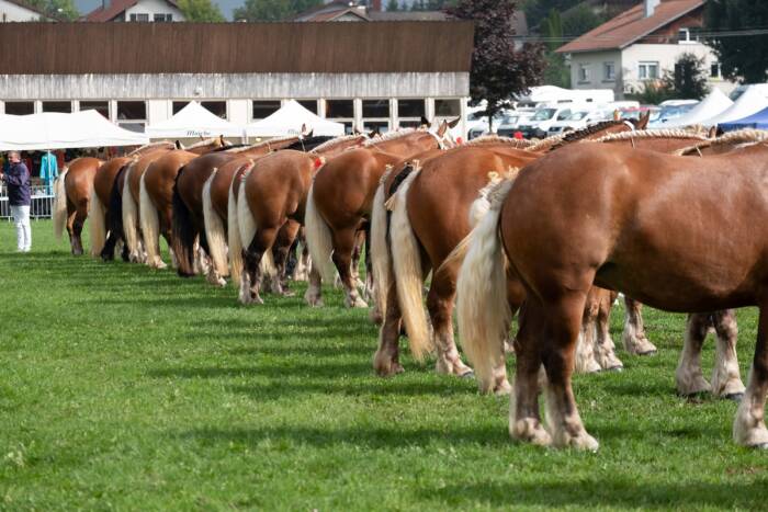 concours cheval comtois maiche1 - Parc Naturel Régional du Doubs Horloger